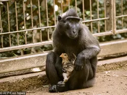 Potret Kekeluargaan Hewan Meski Beda Spesies Bikin Gemas