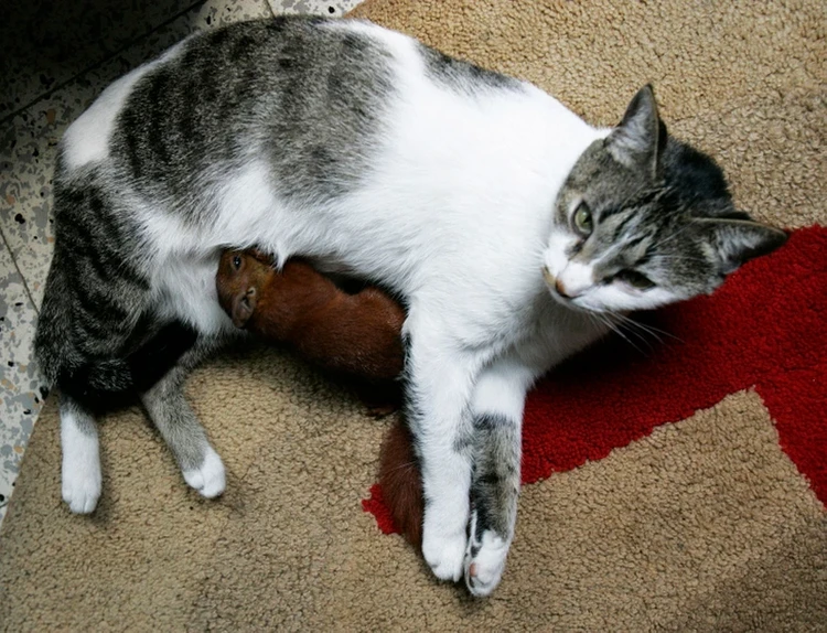 Potret Gemas Hewan Ketika Adopsi Beda Spesies