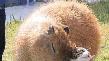 Gary si kapibara dan Flopsy si kucing. Foto: Brightside