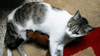 Tita si kucing dan anak tupai. Foto: Brightside