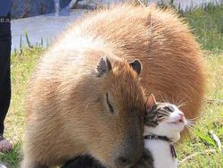 Potret Kekeluargaan Hewan Meski Beda Spesies Bikin Gemas