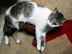 Potret Kekeluargaan Hewan Meski Beda Spesies Bikin Gemas