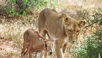 Kamunyak, singa betina dan anak singa oryx. Foto: Brightside