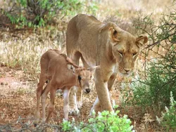 Potret Kekeluargaan Hewan Meski Beda Spesies Bikin Gemas