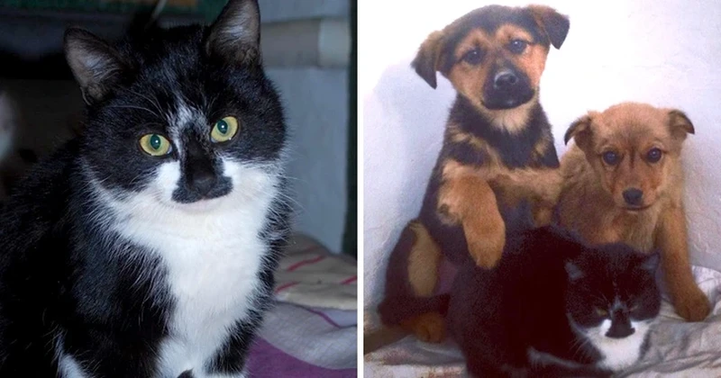 Potret Gemas Hewan Ketika Adopsi Beda Spesies