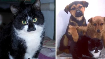 Marquis si kucing dan anak-anak anjing. Foto: Brightside