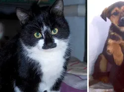 Potret Kekeluargaan Hewan Meski Beda Spesies Bikin Gemas