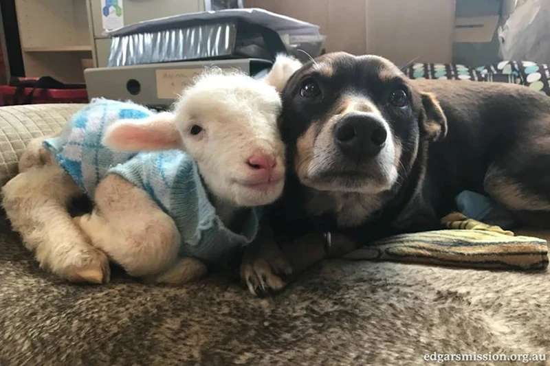 Potret Gemas Hewan Ketika Adopsi Beda Spesies