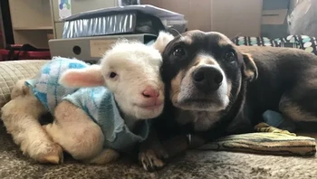 Ruby si anjing dan Misi Edgar. Foto: Brightside