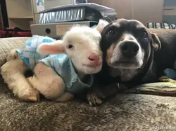 Potret Kekeluargaan Hewan Meski Beda Spesies Bikin Gemas