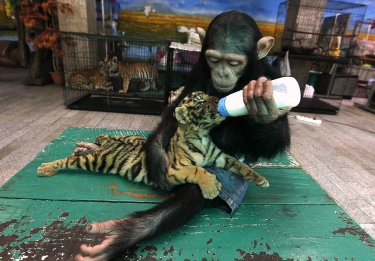 Potret Gemas Hewan Ketika Adopsi Beda Spesies