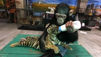 DoDo si simpanse dan Aorn si anak harimau. Foto: Brightside
