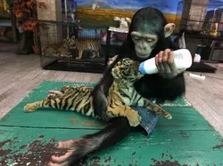 Potret Kekeluargaan Hewan Meski Beda Spesies Bikin Gemas