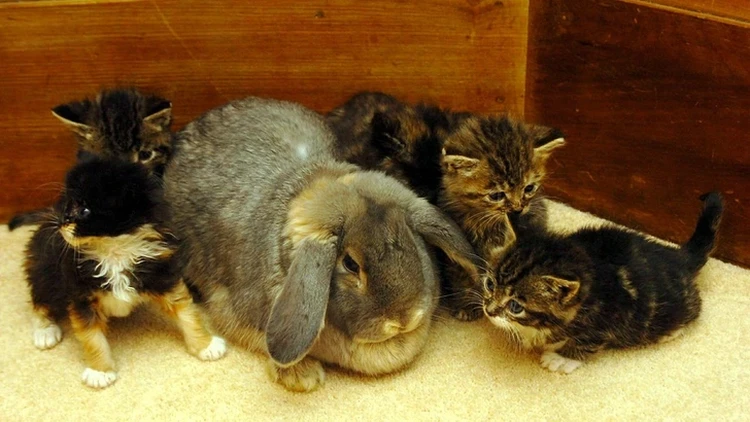 Potret Gemas Hewan Ketika Adopsi Beda Spesies