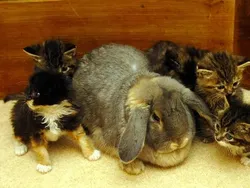 Potret Kekeluargaan Hewan Meski Beda Spesies Bikin Gemas