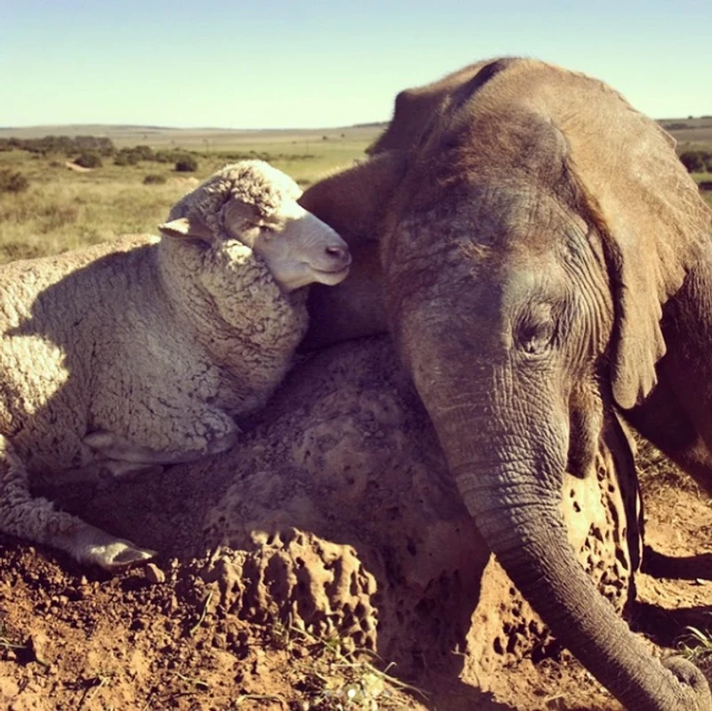 Potret Gemas Hewan Ketika Adopsi Beda Spesies