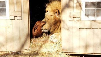 Bonedigger si singa dan Milo si anjing dachshund. Foto: Brightside