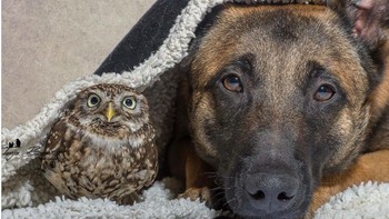 Ingo si anjing dan Poldi si burung hantu. Foto: Brightside