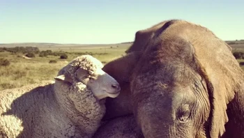 Albert si domba dan Themba si gajah. Foto: Brightside