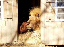 Potret Kekeluargaan Hewan Meski Beda Spesies Bikin Gemas