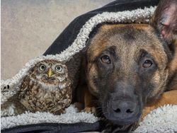 Potret Kekeluargaan Hewan Meski Beda Spesies Bikin Gemas