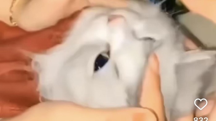 Tangkapan layar kucing dicekoki miras diduga jenis Soju viral di medsos. (Foto: Istimewa)