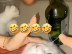 6 Fakta 3 Wanita di Padang Cekoki Soju ke Kucing, Pelaku Sempat Mau Kabur