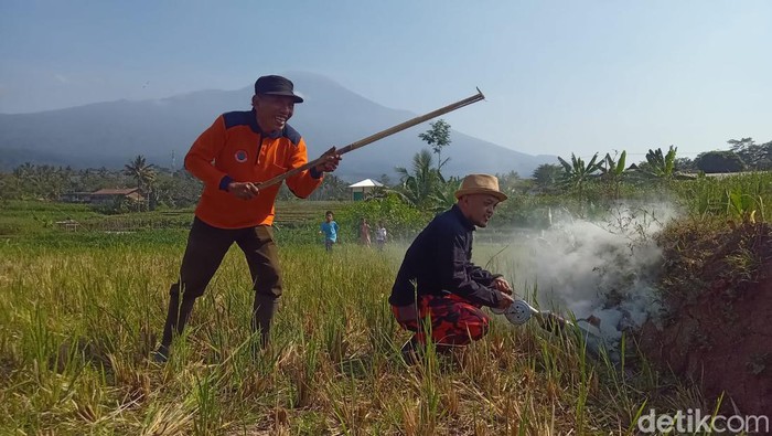 Warga Wanayasa Banyumas berburu hama tikus di sawah, Minggu (3/9/2023)