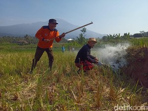 Lomba Gropyok Tikus di Kotayasa Banyumas, Juaranya Dapat Rp 500 Ribu!