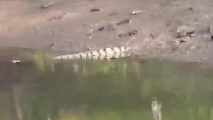 Buaya di Surabaya