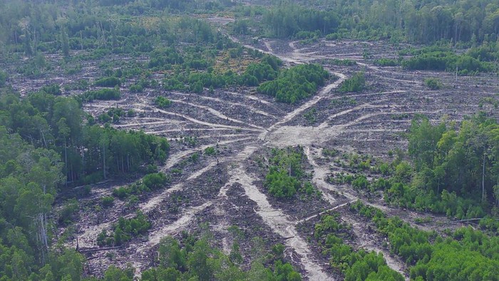 Hutan mangrove di Kabupaten Teluk Bintuni, Papua Barat mengalami kerusakan diduga karena aktivitas industri PT Bintuni Utama Murni Wood Industries (BUMWI).