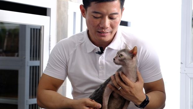 Pemiliki Marco Cattrey, Dharmawijaya, peternak kucing ras langka.