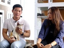 Cuan! Bisnis Kucing Ukraina Diburu Cat Lovers, Harga Tembus Rp 150 Juta/Ekor