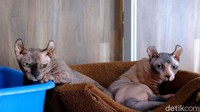 Kucing-kucing jenis Lykoi dan Devon Rex merupakan kucing yang ramah terhadap manusia, sehingga menambah nilai lebih bagi para cat lovers.