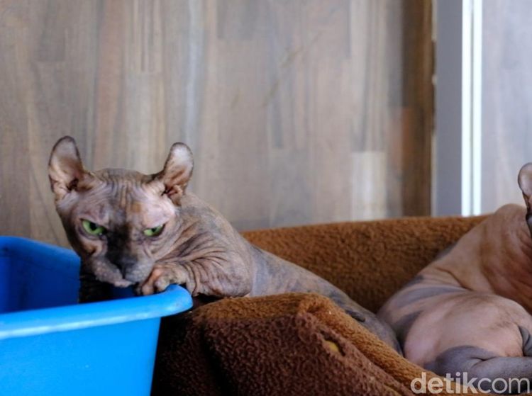 Potret Bisnis Kucing Sultan, Harga Tembus Rp 150 Juta/Ekor