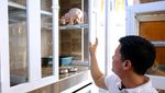 Potret Bisnis Kucing Sultan, Harga Tembus Rp 150 Juta/Ekor