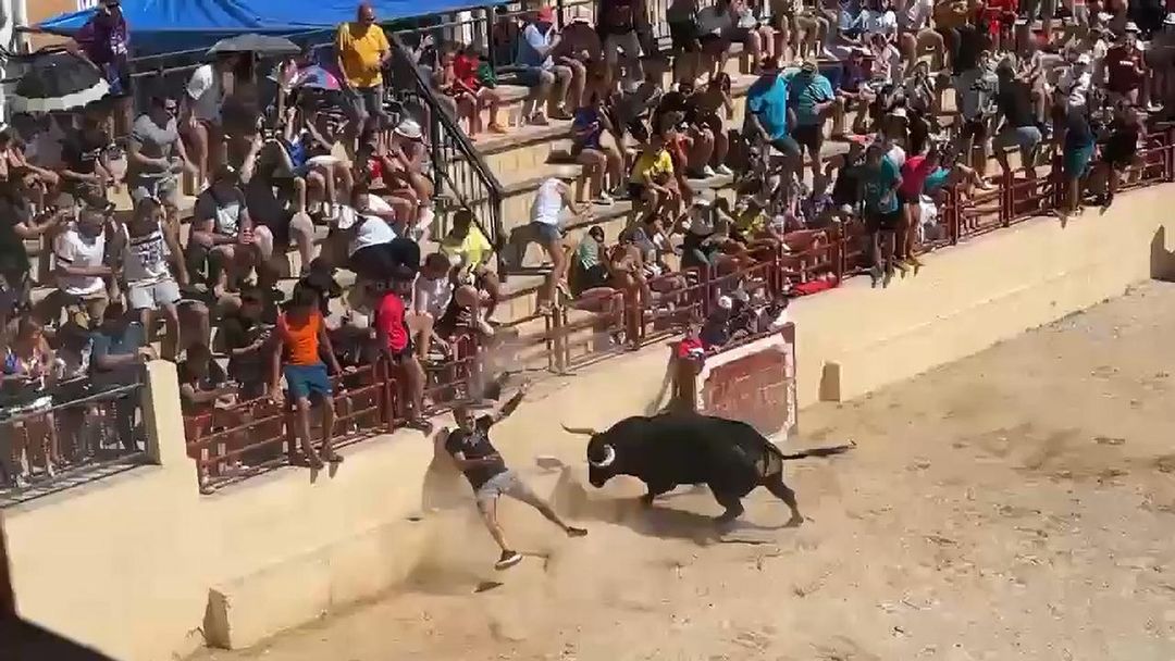 Turis ditanduk banteng sampai terbang