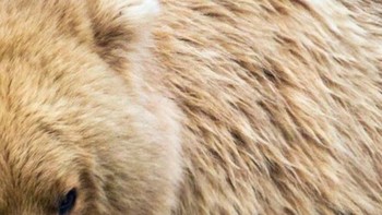 Rubah, singa atau beruang? (Foto: Playbuzz)  