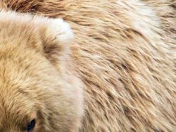 Uji Pengetahuan Kamu Tentang Hewan, Coba Tebak Ini