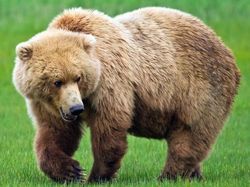 Uji Pengetahuan Kamu Tentang Hewan, Coba Tebak Ini