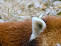 Uji Pengetahuan Kamu Tentang Hewan, Coba Tebak Ini