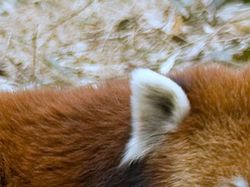 Uji Pengetahuan Kamu Tentang Hewan, Coba Tebak Ini