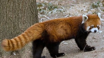 Jawabannya panda merah. (Foto: Playbuzz)  
