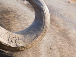 Uji Pengetahuan Kamu Tentang Hewan, Coba Tebak Ini