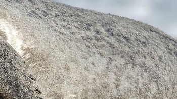 Anjing laut, berang-berang atau pinguin? (Foto: Playbuzz)