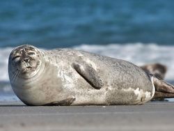 Uji Pengetahuan Kamu Tentang Hewan, Coba Tebak Ini