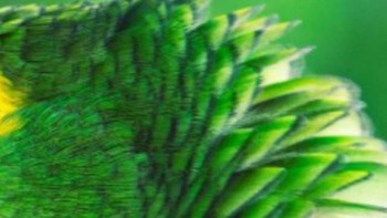 Iguana, burung betet atau ular? Foto: Playbuzz
