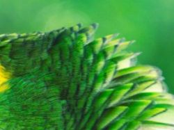 Uji Pengetahuan Kamu Tentang Hewan, Coba Tebak Ini