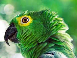 Uji Pengetahuan Kamu Tentang Hewan, Coba Tebak Ini