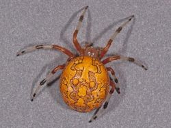 Uji Pengetahuan Kamu Tentang Hewan, Coba Tebak Ini